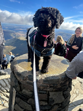 Poppy - Beautiful, Loving Female Miniature Poodle - 5 Years Old