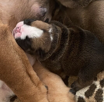 English Bulldog Pups Standard Traditional Colour