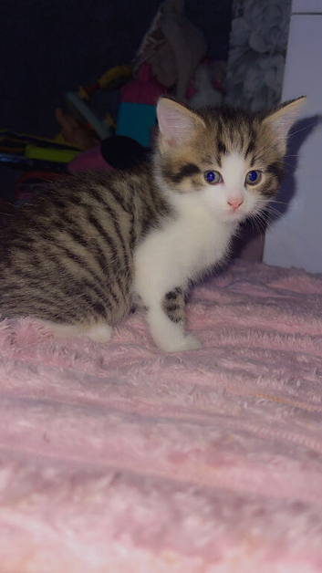 Kitten