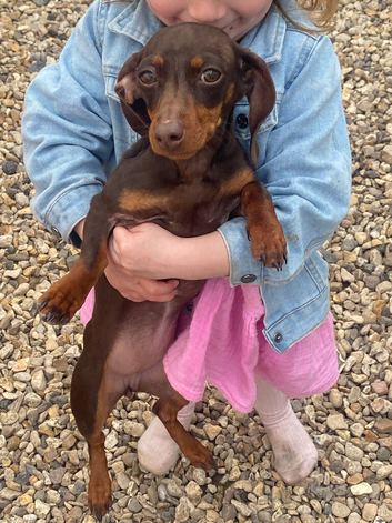 6 months old  girl dachshund