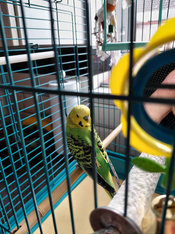 2 budgies and cage for sale.