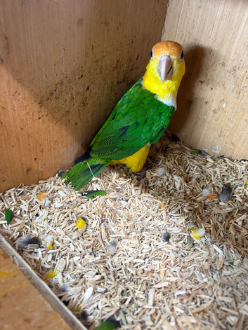 White bellied Caquire x2 males