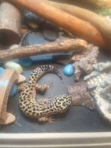 Leopard gecko female