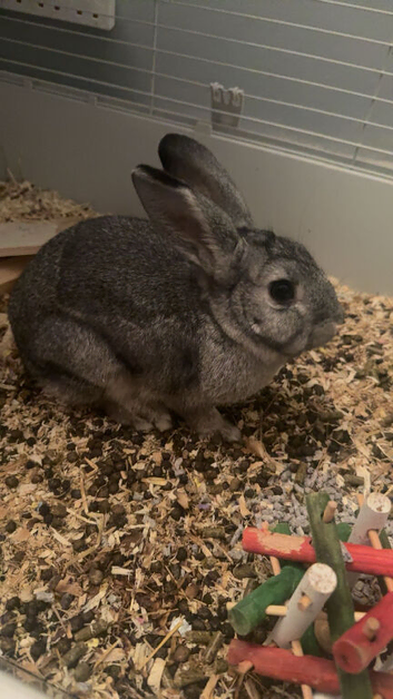 Rabbits