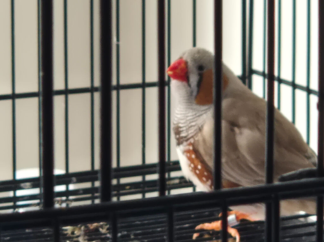 2 brown zebra finches (male jumbo)