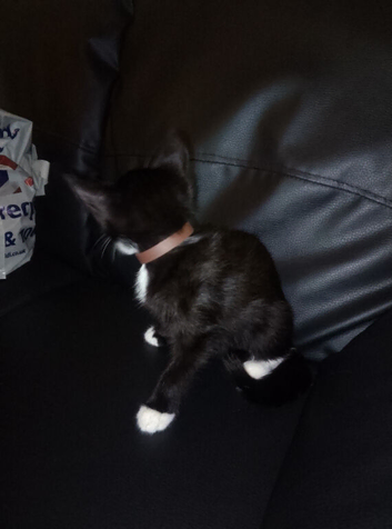 Male kitten