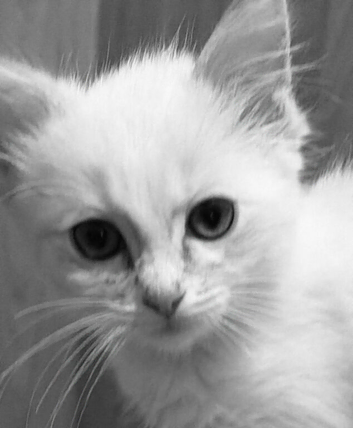 Rehome Full Stunning Ragdoll