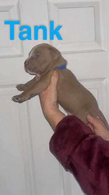 Alapaha blue blood bulldog x American staffy terrier