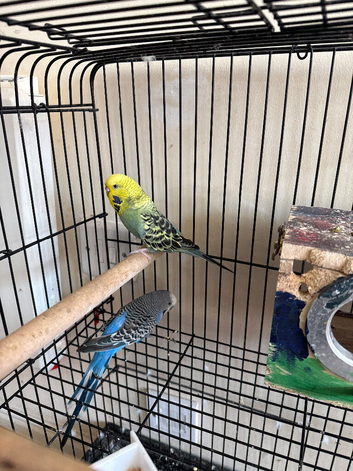 Pair of budgies for sale