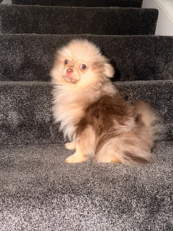Chocolate and tan merl male
