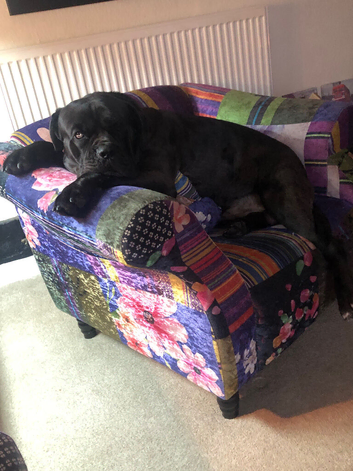 Cane corso