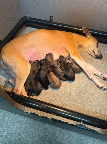 Beddlington whippet x whippet