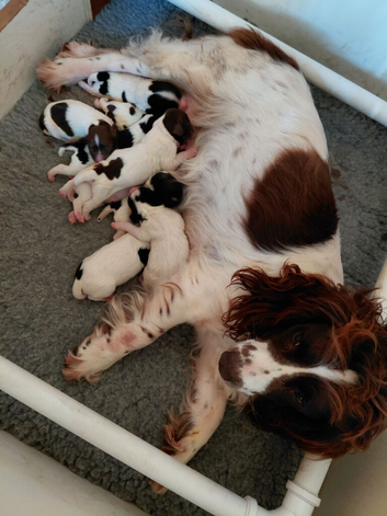 English Springer spaniel pup