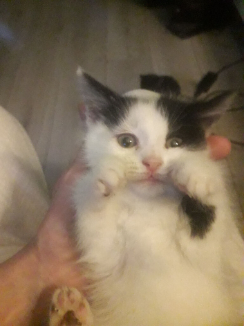 Kittens 9wks old make and female