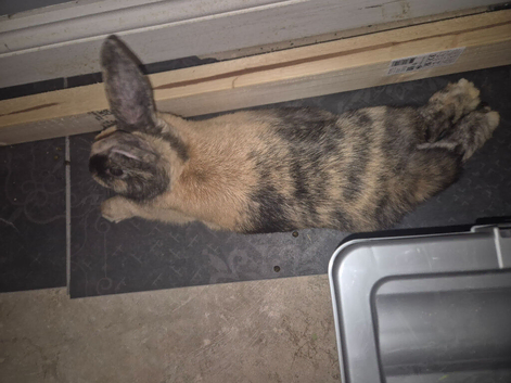 Bonnie & Mochi require rehoming