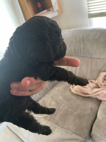 Toy poodle mix