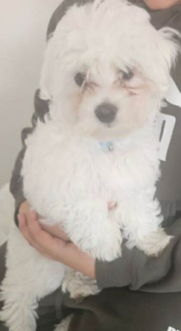 Maltese xxxs