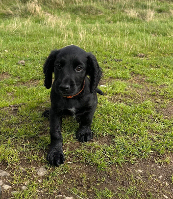 Last black Working cocker spaniels ready now
