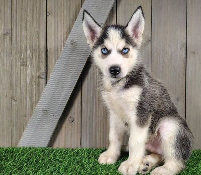 1 Siberian Husky