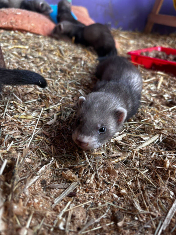 Beautiful Baby Ferrets For Sale
