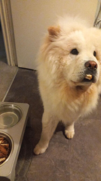 Beautiful chow chow for sale