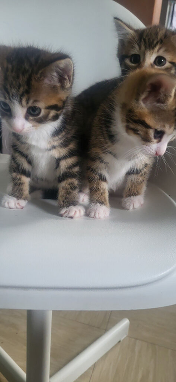 Kittens