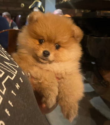Beautiful female Pomeranian puppy