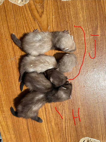 Pole cat x silver semi angora kits