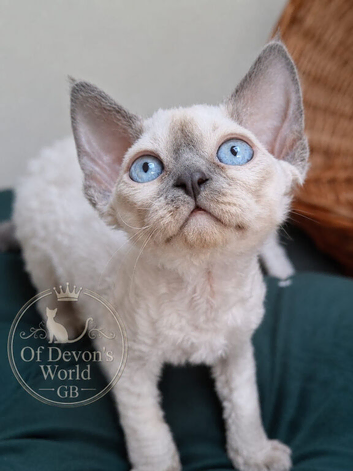 SPAYED!!! Beautiful Blue Point Devon Rex Girl &ndash; FIFe Pedigree