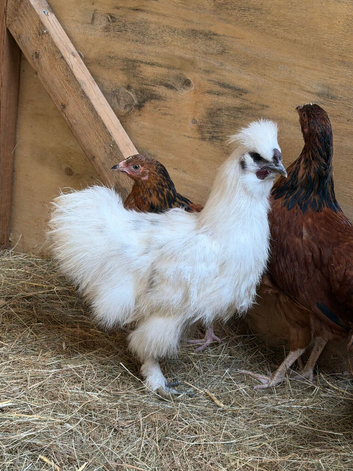 Silkie cockerels