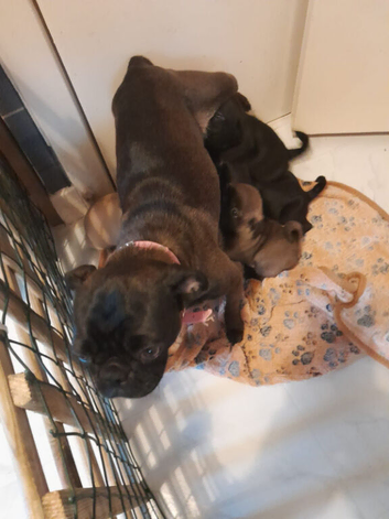 Pug X Puggle Gorgeous Tiny Puppies