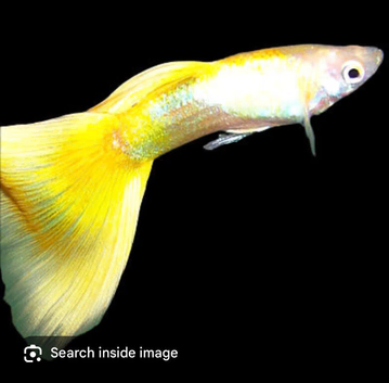 Guppy Fry