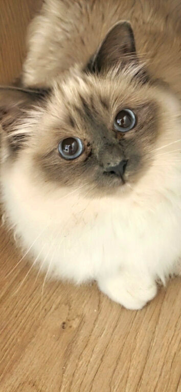 Urgent Missing Cat - needs meds - reward