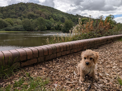 Cavapoo puppy male