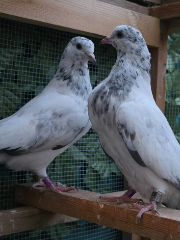 Penty Walay Pakistani pigeon pair
