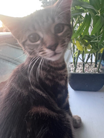 Two beautiful Tabby cross Bengal kittens for Sale