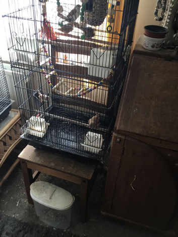 Two pairs of zebra finches