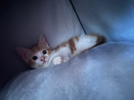 12 week old girl ginger