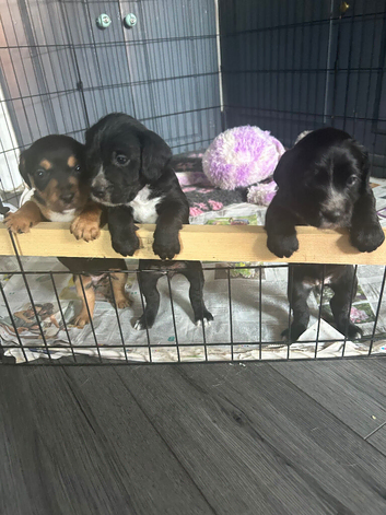 Beautiful Cocker Jack puppies for sale