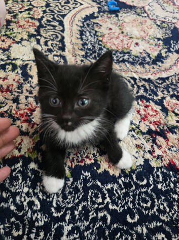 Kitten for sale