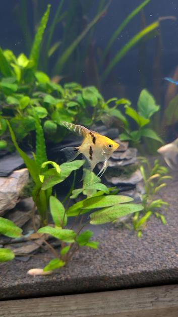 4 juvenile angels