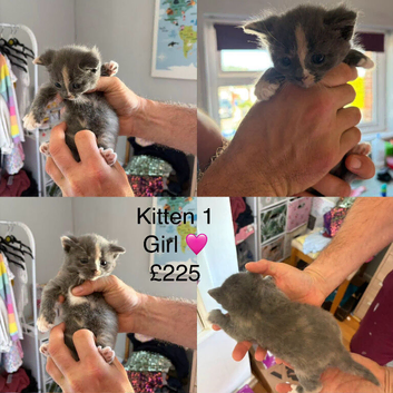 Stunning mixed breed kittens
