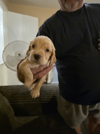 4 beautiful cocker spaniel puppies