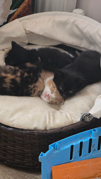 4 Adorable Kittens Looking for Loving Homes ️