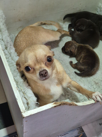 KC Smooth Coat Female Chihuahuas