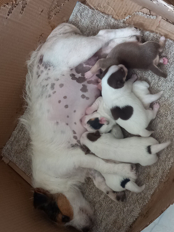 Chihuahua x Jack Russell