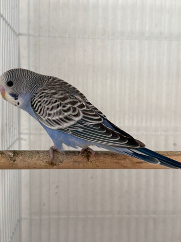 beautiful baby budgie