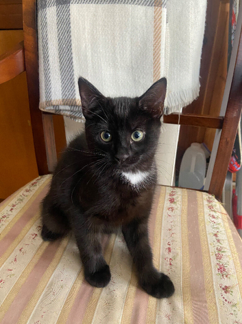 Kitten