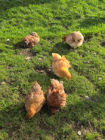 Pekin Bantams Hens