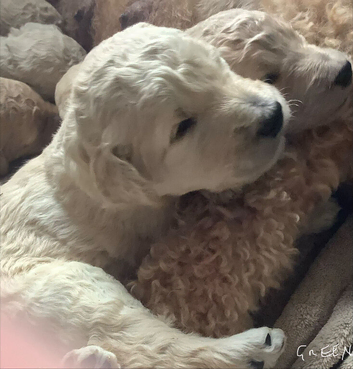 KC Standard Poodle Puppies